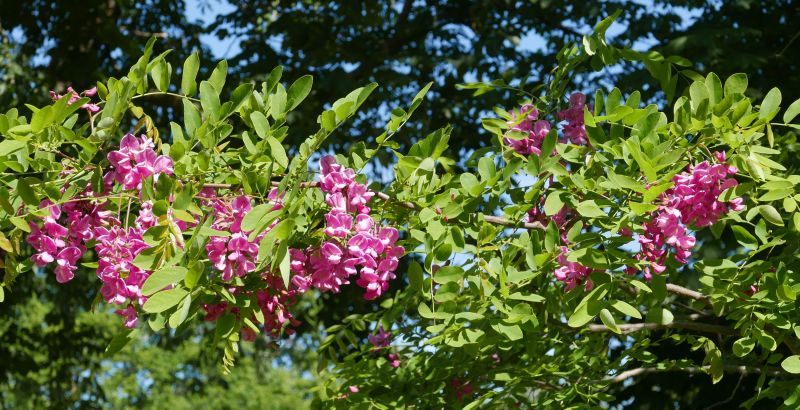 Robinia marg