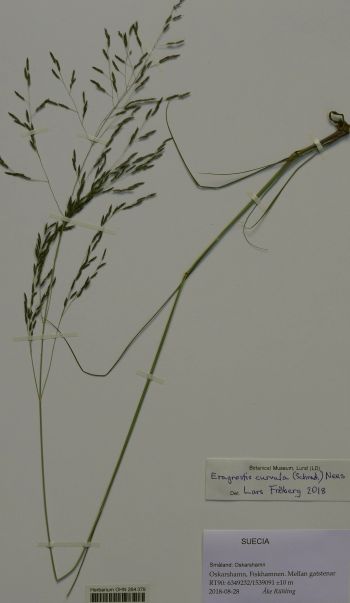 Eragrostis