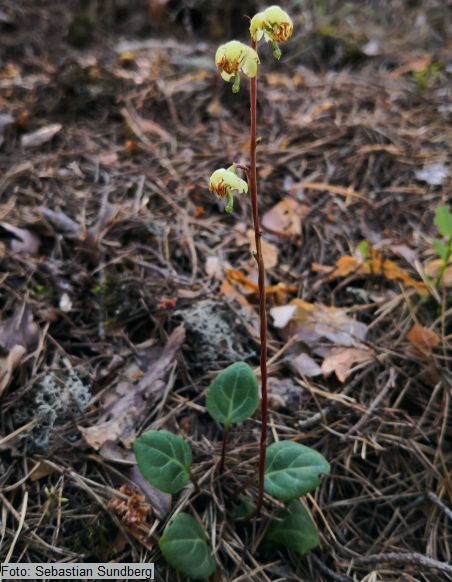 Pyrola