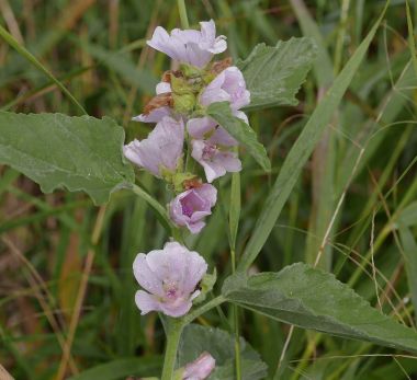 lakemalva