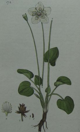 Parnassia