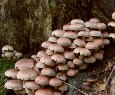 Pholiota_lat width=