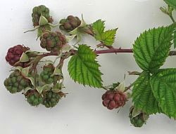 Rubus pruinosus