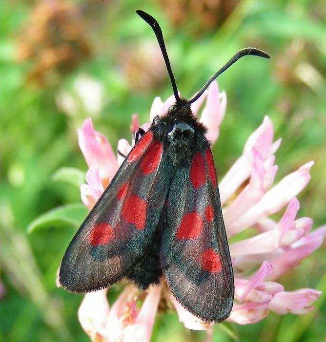 Zygaena viciae