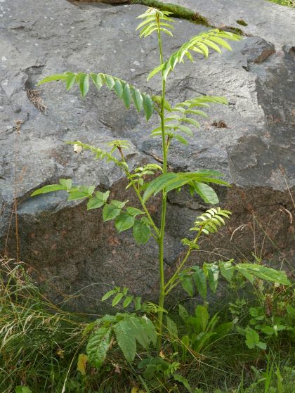 Pterocarya